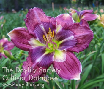 Daylily All by Design